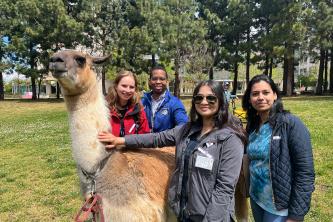 A group of people petting a llama
