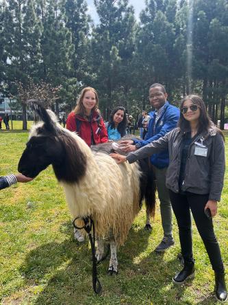 A group of people petting a llama while someone else feeds it